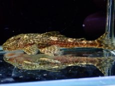 画像6: 【淡水魚】【通販】雌 超激レア No3 パレイオラフィス ロフィア セアラ産 ワイルド【個体販売】(±8cm)(ロリカリア(生体)(熱帯魚)NKRK (6)