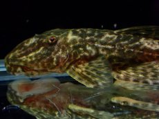 画像7: 【淡水魚】【通販】雌 超激レア No3 パレイオラフィス ロフィア セアラ産 ワイルド【個体販売】(±8cm)(ロリカリア(生体)(熱帯魚)NKRK (7)