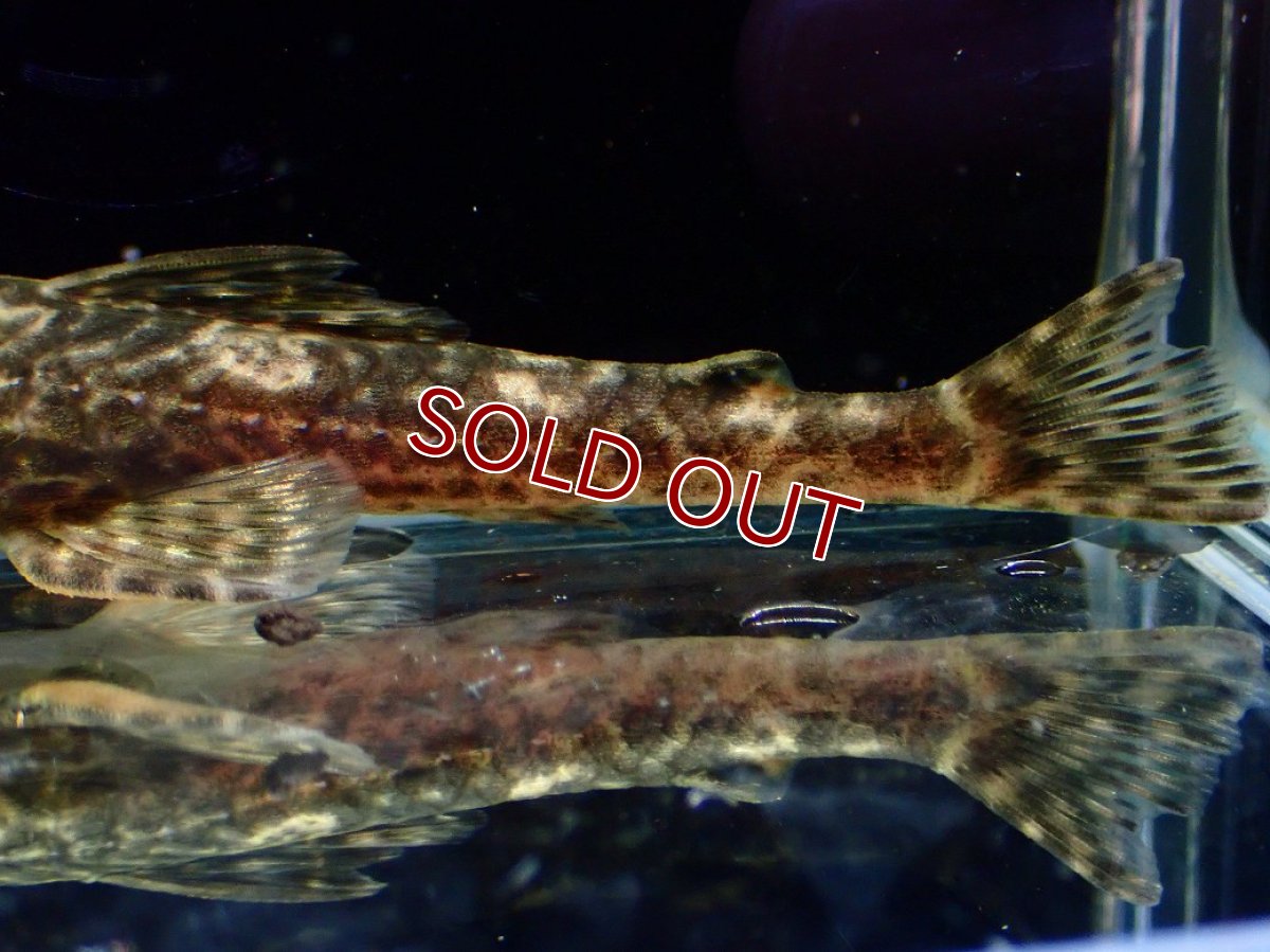 画像8: 【特売】【淡水魚】【通販】雌 超激レア No3 パレイオラフィス ロフィア セアラ産 ワイルド【個体販売】(±8cm)(ロリカリア(生体)(熱帯魚)NKRK (8)