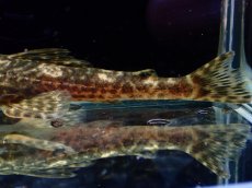 画像8: 【淡水魚】【通販】雌 超激レア No3 パレイオラフィス ロフィア セアラ産 ワイルド【個体販売】(±8cm)(ロリカリア(生体)(熱帯魚)NKRK (8)