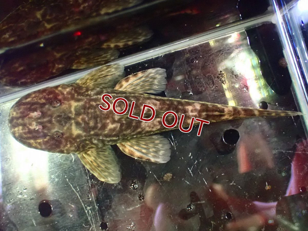画像9: 【特売】【淡水魚】【通販】雌 超激レア No3 パレイオラフィス ロフィア セアラ産 ワイルド【個体販売】(±8cm)(ロリカリア(生体)(熱帯魚)NKRK (9)