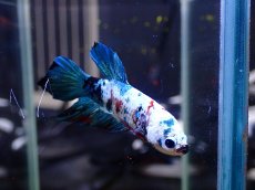 画像2: 【淡水魚】【通販】No9 上物 ハーフムーンプラカット ベタ【個体販売】（ベタ）（生体）（熱帯魚）NKBT (2)