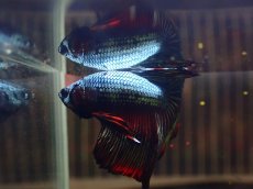 画像2: 【淡水魚】【通販】No13 上物 ハーフムーン ベタ【個体販売】（ベタ）（生体）（熱帯魚）NKBT (2)