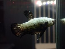 画像1: 【淡水魚】【通販】No18 ブラックサムライ ハーフムーンプラカット ベタ【個体販売】（ベタ）（生体）（熱帯魚）NKBT (1)