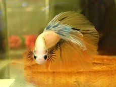 画像4: 【淡水魚】【通販】No22 上物 ハーフムーン ベタ【個体販売】（ベタ）（生体）（熱帯魚）NKBT (4)