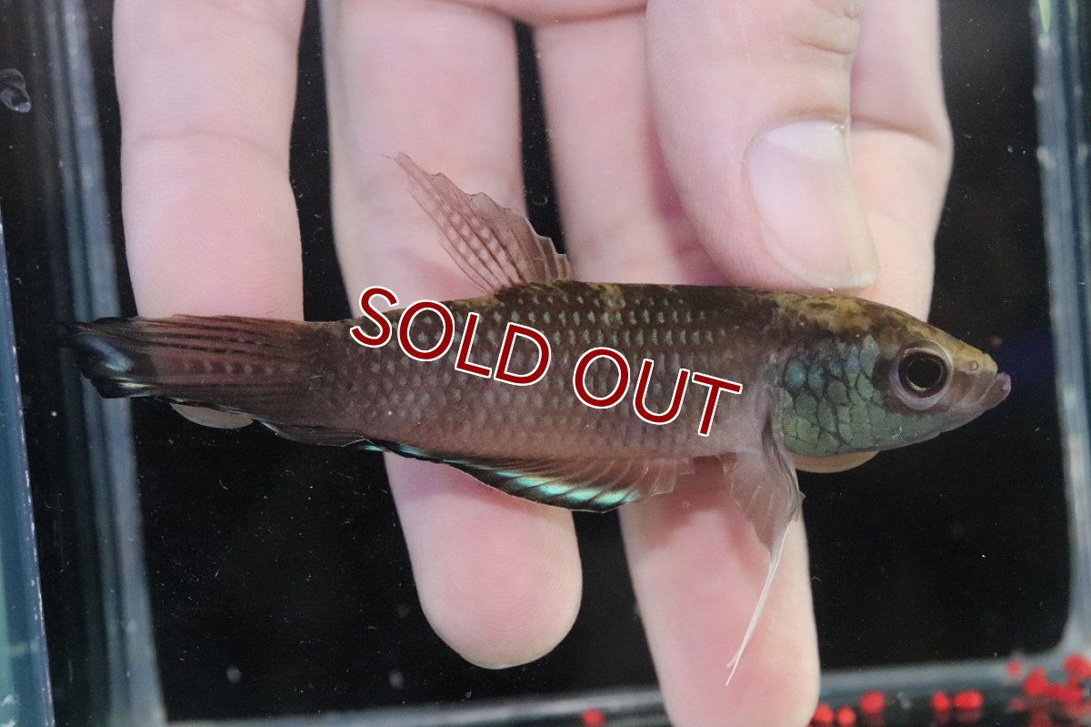 画像2: 【淡水魚】【通販】ワイルドベタ ブレヴィオベサス TAJAN【個体販売】(ベタ)(生体)(熱帯魚)NKBT (2)