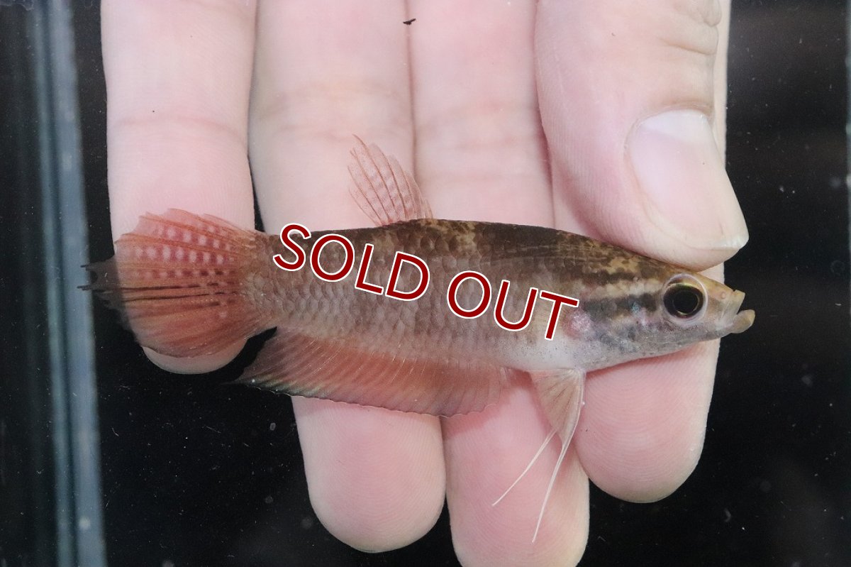 画像3: 【淡水魚】【通販】ワイルドベタ ブレヴィオベサス TAJAN【個体販売】(ベタ)(生体)(熱帯魚)NKBT (3)