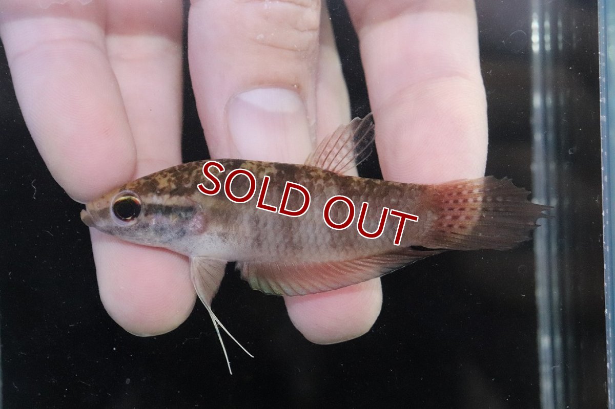 画像4: 【淡水魚】【通販】ワイルドベタ ブレヴィオベサス TAJAN【個体販売】(ベタ)(生体)(熱帯魚)NKBT (4)