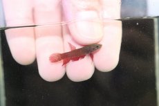 画像1: 【淡水魚】【通販】No1 ワイルドベタ アピアピ レッド【１ペア サンプル画像】(ベタ)(生体)(熱帯魚)NK (1)
