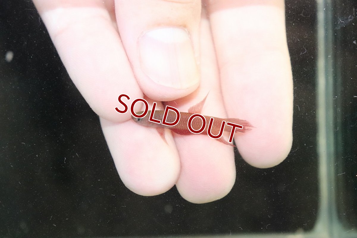 画像2: 【淡水魚】【通販】No1 ワイルドベタ アピアピ レッド【１ペア サンプル画像】(ベタ)(生体)(熱帯魚)NK (2)