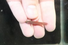 画像2: 【淡水魚】【通販】No1 ワイルドベタ アピアピ レッド【１ペア サンプル画像】(ベタ)(生体)(熱帯魚)NK (2)