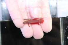 画像1: 【淡水魚】【通販】No2 ワイルドベタ アピアピ レッド【１ペア サンプル画像】(ベタ)(生体)(熱帯魚)NK (1)