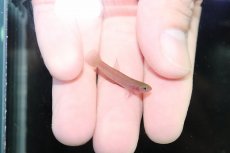画像2: 【淡水魚】【通販】No2 ワイルドベタ アピアピ レッド【１ペア サンプル画像】(ベタ)(生体)(熱帯魚)NK (2)