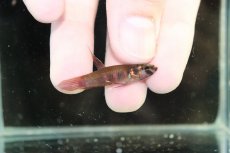画像1: 【淡水魚】【通販】No1 ワイルドベタ ルブラ【１ペア サンプル画像】(ベタ)(生体)(熱帯魚)NK (1)