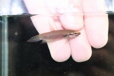 画像2: 【淡水魚】【通販】No1 ワイルドベタ ルブラ【１ペア サンプル画像】(ベタ)(生体)(熱帯魚)NK (2)