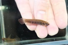 画像1: 【淡水魚】【通販】No2 ワイルドベタ ルブラ【１ペア サンプル画像】(ベタ)(生体)(熱帯魚)NK (1)