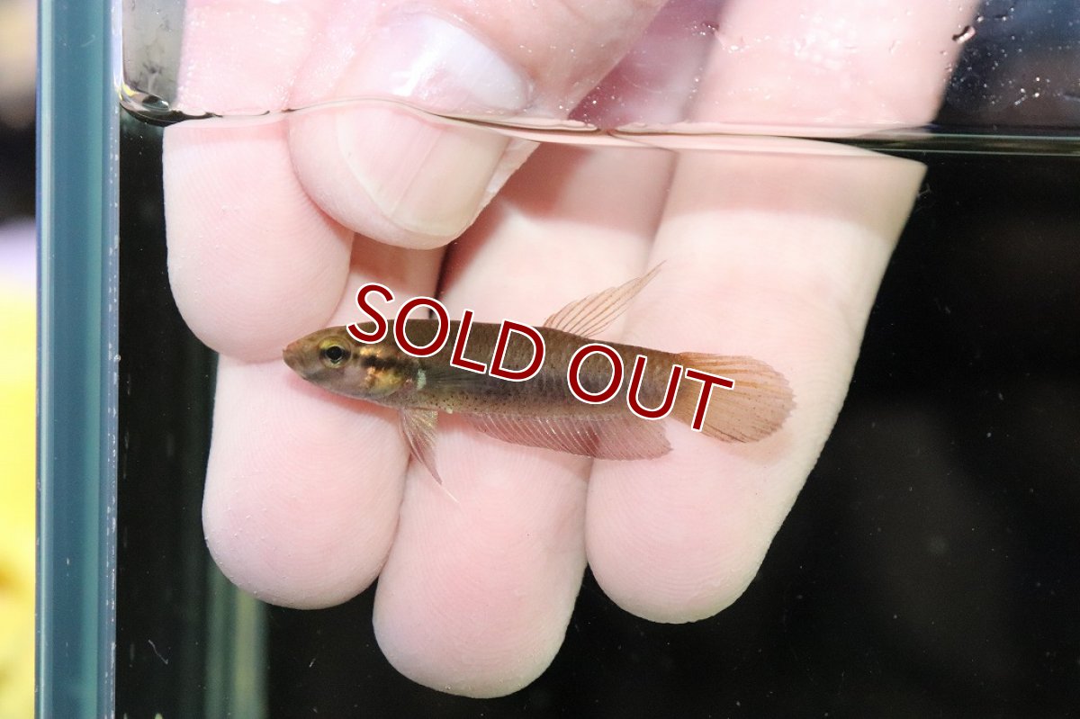 画像2: 【淡水魚】【通販】No2 ワイルドベタ ルブラ【１ペア サンプル画像】(ベタ)(生体)(熱帯魚)NK (2)