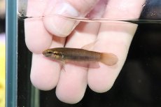 画像2: 【淡水魚】【通販】No2 ワイルドベタ ルブラ【１ペア サンプル画像】(ベタ)(生体)(熱帯魚)NK (2)