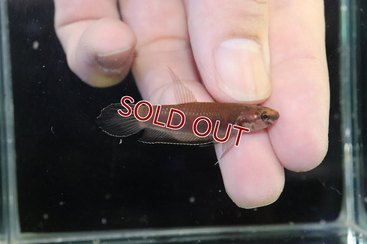 画像1: 【淡水魚】【通販】ワイルドベタ ルブラ【１ペア サンプル画像】(アピストグラマ)(生体)(熱帯魚)NKAP (1)