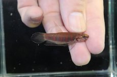 画像1: 【淡水魚】【通販】No1 ワイルドベタ ルブラ【１ペア 個体販売】(アピストグラマ)(生体)(熱帯魚)NKAP (1)