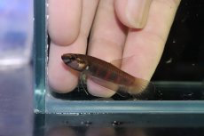 画像2: 【淡水魚】【通販】No1 ワイルドベタ ルブラ【１ペア 個体販売】(アピストグラマ)(生体)(熱帯魚)NKAP (2)