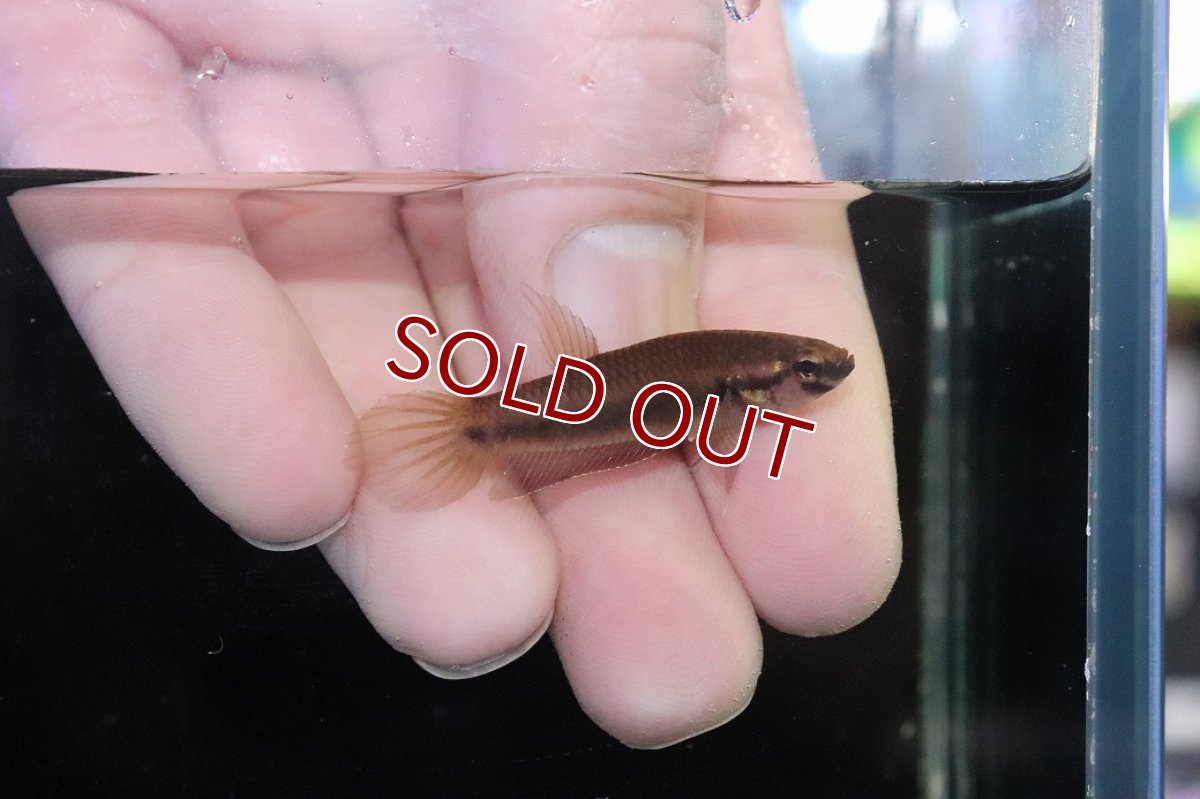 画像3: 【淡水魚】【通販】ワイルドベタ ルブラ【１ペア サンプル画像】(アピストグラマ)(生体)(熱帯魚)NKAP (3)