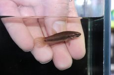 画像3: 【淡水魚】【通販】No1 ワイルドベタ ルブラ【１ペア 個体販売】(アピストグラマ)(生体)(熱帯魚)NKAP (3)