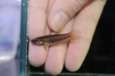 画像4: 【淡水魚】【通販】No1 ワイルドベタ ルブラ【１ペア 個体販売】(アピストグラマ)(生体)(熱帯魚)NKAP (4)