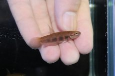 画像1: 【淡水魚】【通販】No2 ワイルドベタ ルブラ【１ペア 個体販売】(アピストグラマ)(生体)(熱帯魚)NKAP (1)