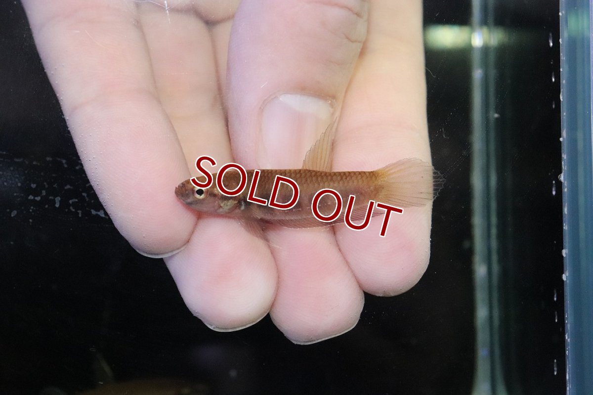 画像2: 【淡水魚】【通販】No2 ワイルドベタ ルブラ【１ペア 個体販売】(アピストグラマ)(生体)(熱帯魚)NKAP (2)