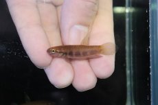 画像2: 【淡水魚】【通販】No2 ワイルドベタ ルブラ【１ペア 個体販売】(アピストグラマ)(生体)(熱帯魚)NKAP (2)