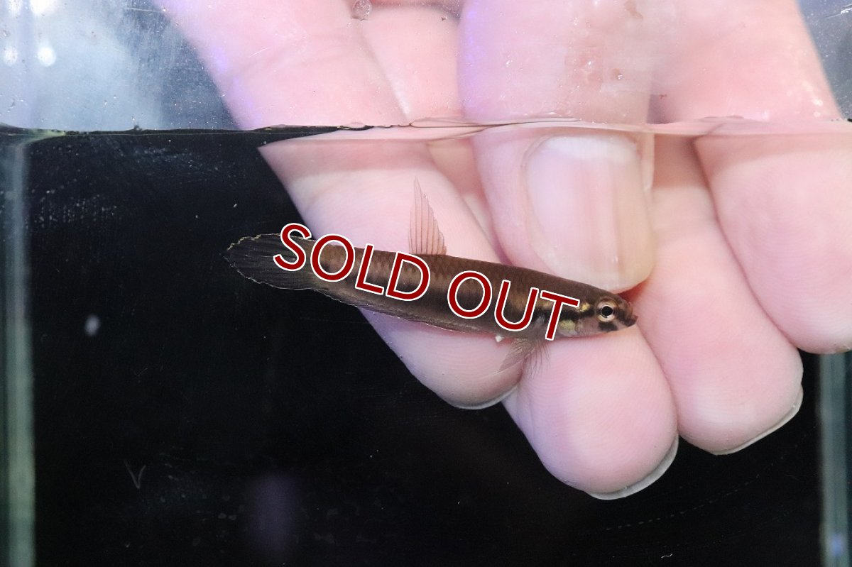 画像3: 【淡水魚】【通販】No2 ワイルドベタ ルブラ【１ペア 個体販売】(アピストグラマ)(生体)(熱帯魚)NKAP (3)