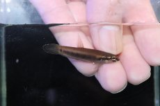 画像3: 【淡水魚】【通販】No2 ワイルドベタ ルブラ【１ペア 個体販売】(アピストグラマ)(生体)(熱帯魚)NKAP (3)