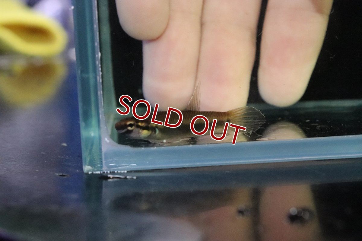 画像4: 【淡水魚】【通販】No2 ワイルドベタ ルブラ【１ペア 個体販売】(アピストグラマ)(生体)(熱帯魚)NKAP (4)