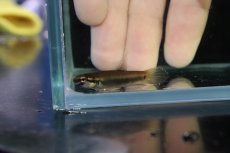 画像4: 【淡水魚】【通販】No2 ワイルドベタ ルブラ【１ペア 個体販売】(アピストグラマ)(生体)(熱帯魚)NKAP (4)