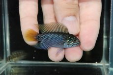 画像1: 【淡水魚】【通販】爆安 No1 アピストグラマ ボレリーオパール【1ペア 個体販売】（アピストグラマ）（生体）（熱帯魚）NKAP (1)