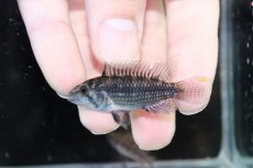 画像2: 【淡水魚】【通販】激安 No1 アピストグラマ cf サルピンクション カレイロ産【1ペア 個体販売】（アピストグラマ）（生体）（熱帯魚）NKAP (2)