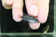 画像1: 【淡水魚】【通販】激安 No3 F-1 アピストグラマ トリファスキアータス グァポレ産【1ペア 個体販売】（生体）（熱帯魚）NKAP (1)