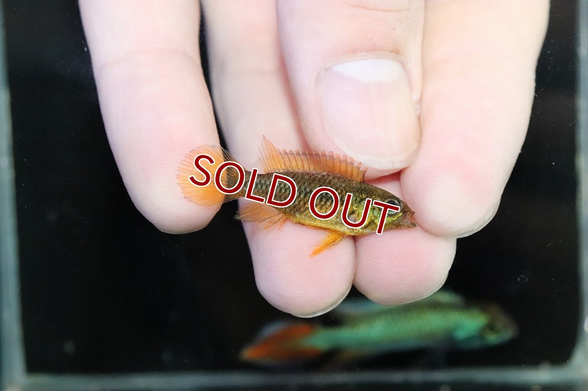 画像2: 【淡水魚】【通販】大特価 アピストグラマ ブルーフレーム【1ペア サンプル画像】（アピストグラマ）（生体）（熱帯魚）NKAP (2)