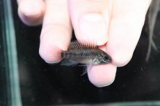 画像3: 【淡水魚】【通販】上物個体 No2 アピストグラマ ホイグネイ【1ペア 個体販売】（アピストグラマ）（生体）（熱帯魚）NKAP (3)