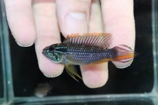 画像2: 【淡水魚】【通販】上物 No3 アピストグラマ アガシジィ テフェ産【1ペア 個体販売】（アピストグラマ）（生体）（熱帯魚）NKAP (2)