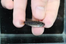 画像1: 【淡水魚】【通販】ツインバー No1 アピストグラマ ビタエニアータ カレイロ産【1ペア 個体販売】（アピストグラマ）（生体）（熱帯魚）NKAP (1)