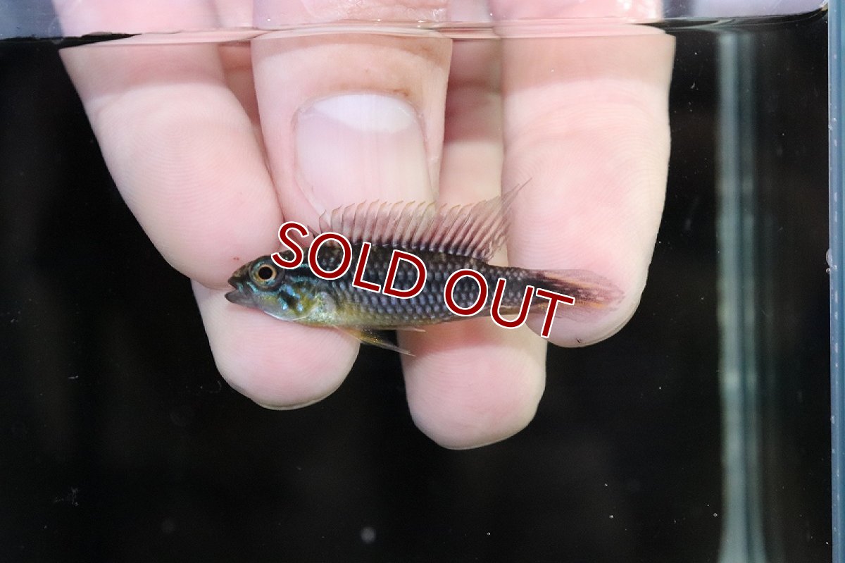 画像2: 【淡水魚】【通販】激安 No2 アピストグラマ アガシジィ リオマディラ産【1ペア 個体販売】(アピストグラマ)(生体)(熱帯魚)NKAP (2)