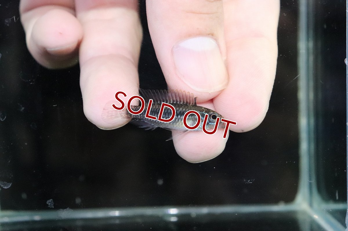 画像3: 【淡水魚】【通販】激安 No2 アピストグラマ アガシジィ リオマディラ産【1ペア 個体販売】(アピストグラマ)(生体)(熱帯魚)NKAP (3)