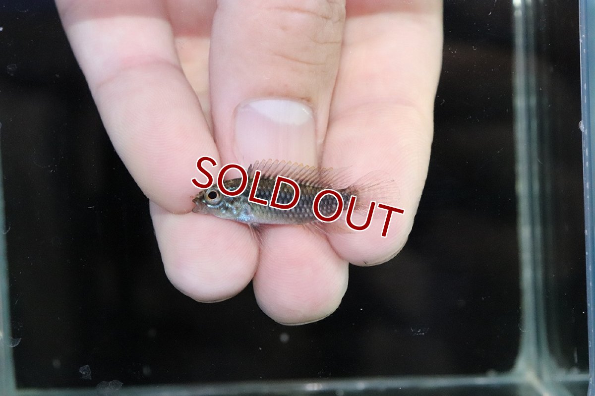 画像4: 【淡水魚】【通販】激安 No2 アピストグラマ アガシジィ リオマディラ産【1ペア 個体販売】(アピストグラマ)(生体)(熱帯魚)NKAP (4)