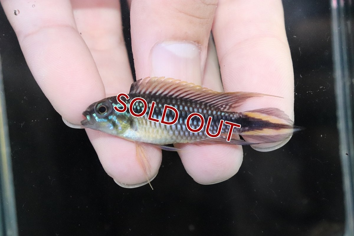 画像2: 【淡水魚】【通販】激安 No1 アピストグラマ アガシジィ リオマディラ産【1ペア 個体販売】(アピストグラマ)(生体)(熱帯魚)NKAP (2)