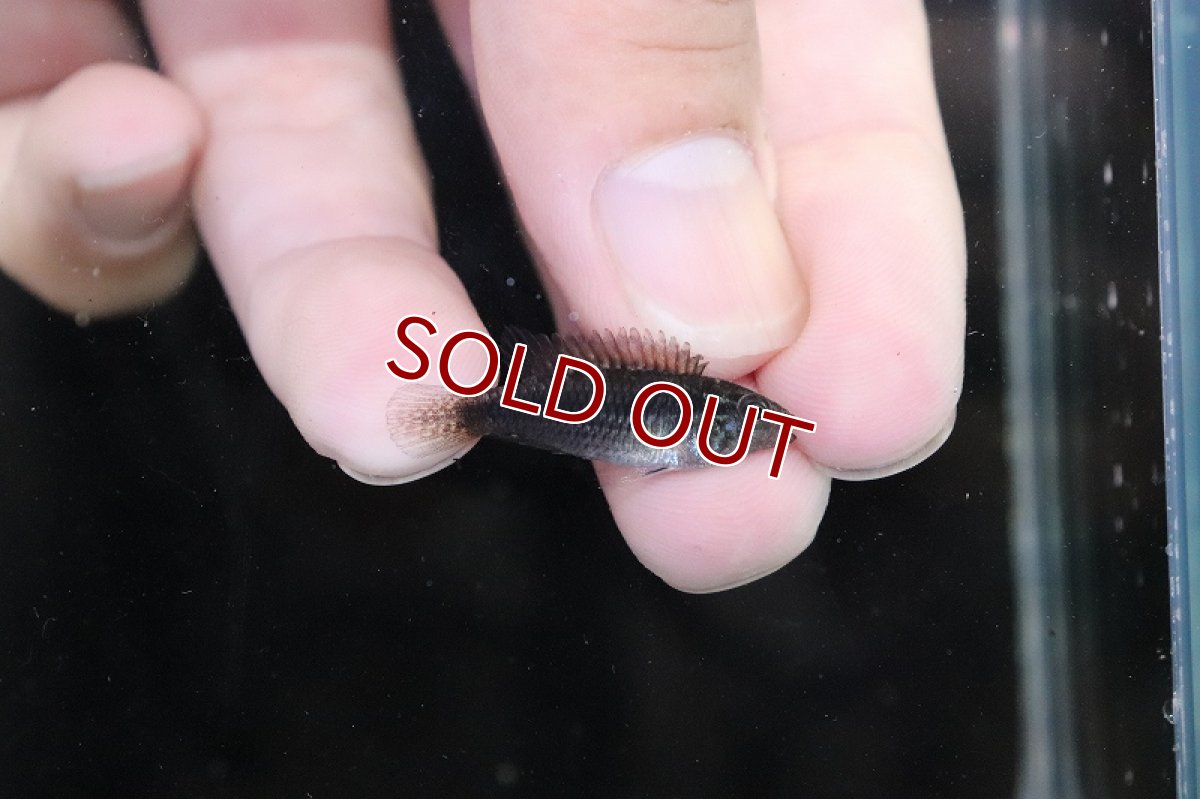 画像3: 【淡水魚】【通販】激安 No1 アピストグラマ アガシジィ リオマディラ産【1ペア 個体販売】(アピストグラマ)(生体)(熱帯魚)NKAP (3)