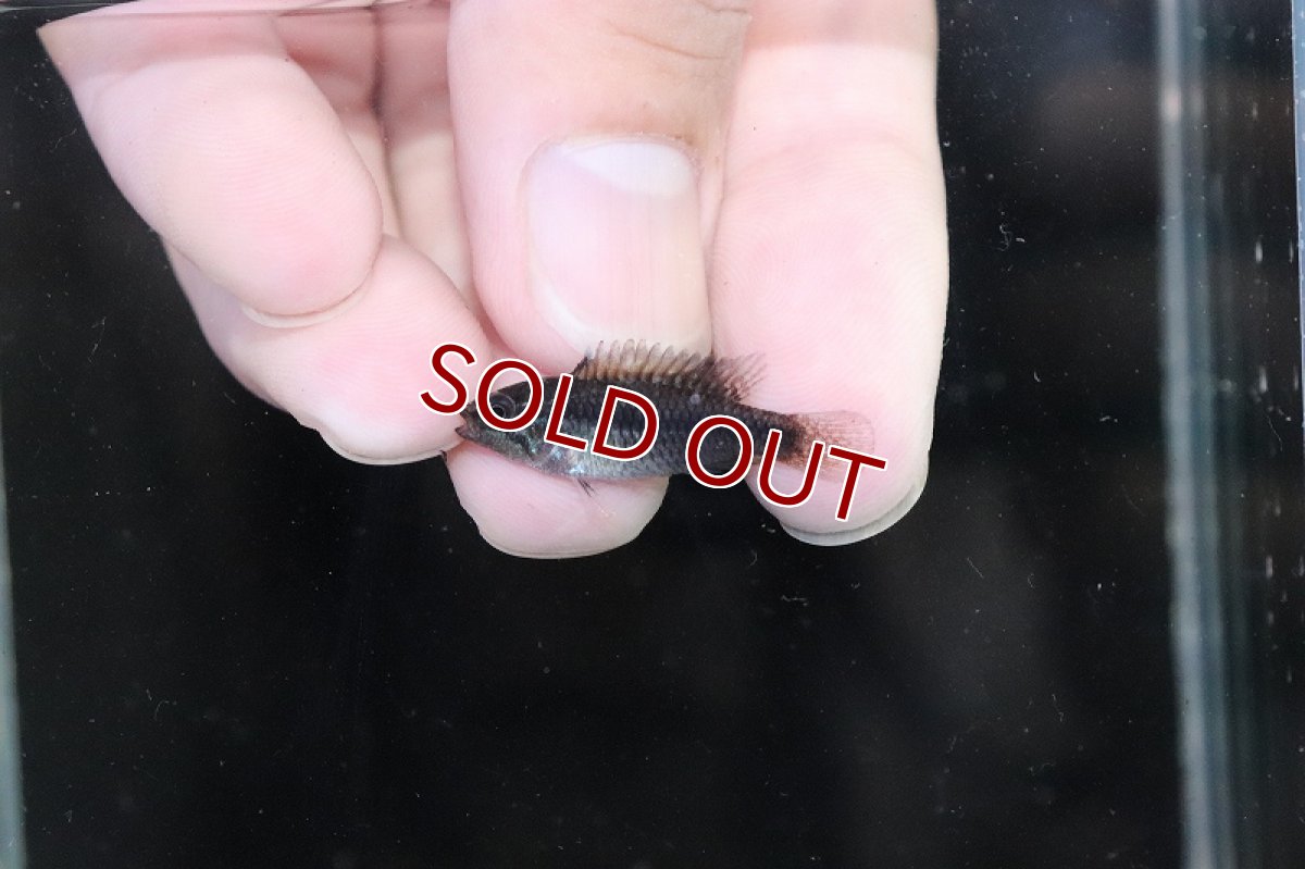 画像4: 【淡水魚】【通販】激安 No1 アピストグラマ アガシジィ リオマディラ産【1ペア 個体販売】(アピストグラマ)(生体)(熱帯魚)NKAP (4)