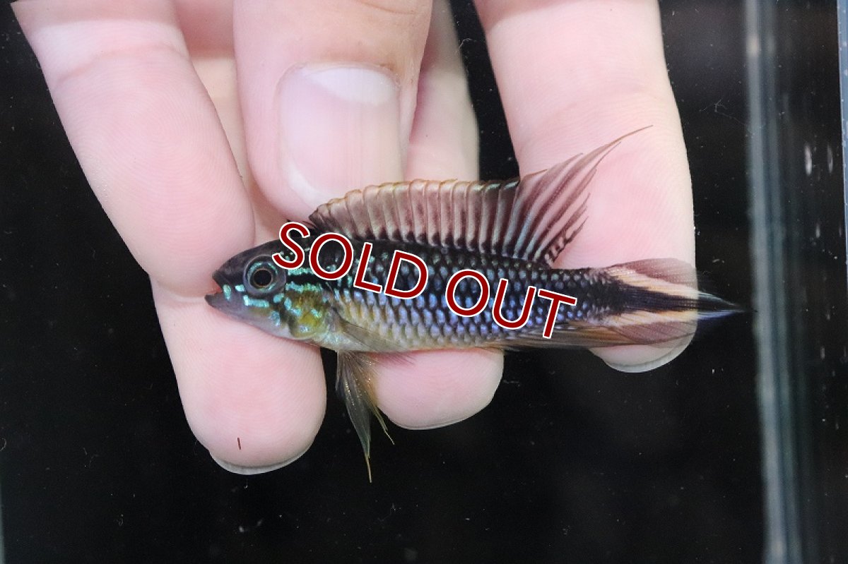 画像2: 【淡水魚】【通販】激安 No2 アピストグラマ アガシジィ リオマディラ産【1ペア 個体販売】(アピストグラマ)(生体)(熱帯魚)NKAP (2)