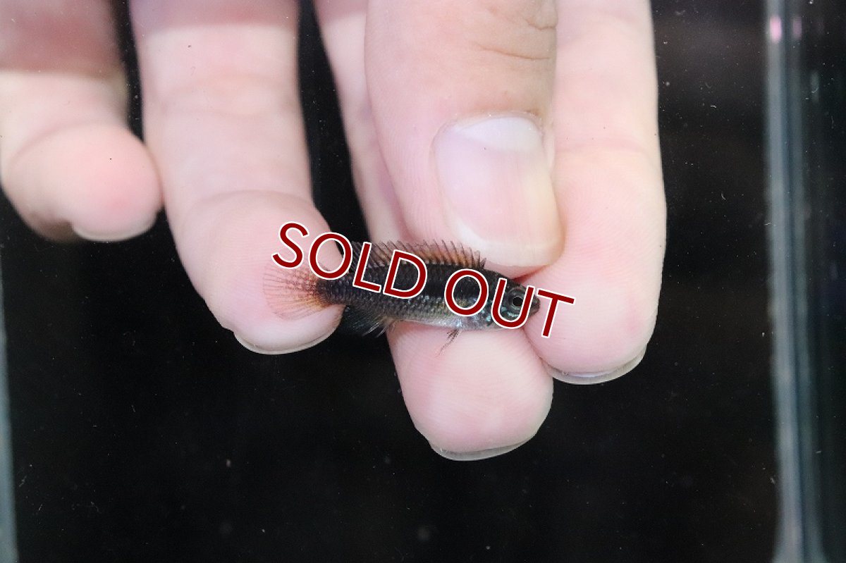 画像3: 【淡水魚】【通販】激安 No2 アピストグラマ アガシジィ リオマディラ産【1ペア 個体販売】(アピストグラマ)(生体)(熱帯魚)NKAP (3)